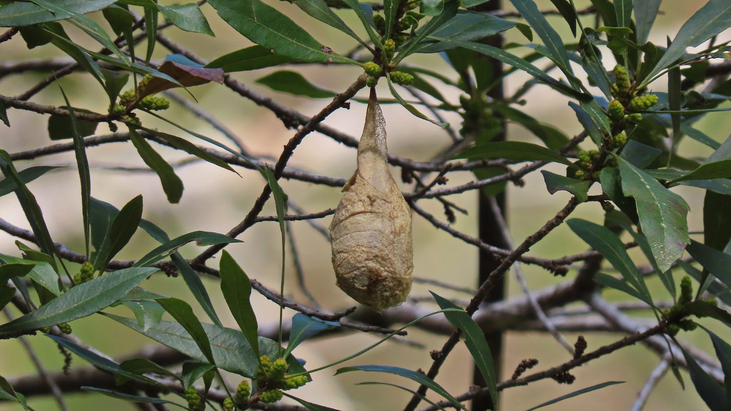 Large cocoon