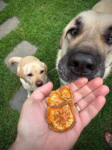 Getting A second dog, two dogs eating sweet potato treats , Dog photographer Ron Schmidt