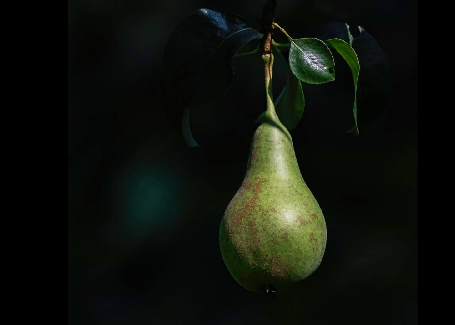 A perfect, green pear hangs from a branch against a black background