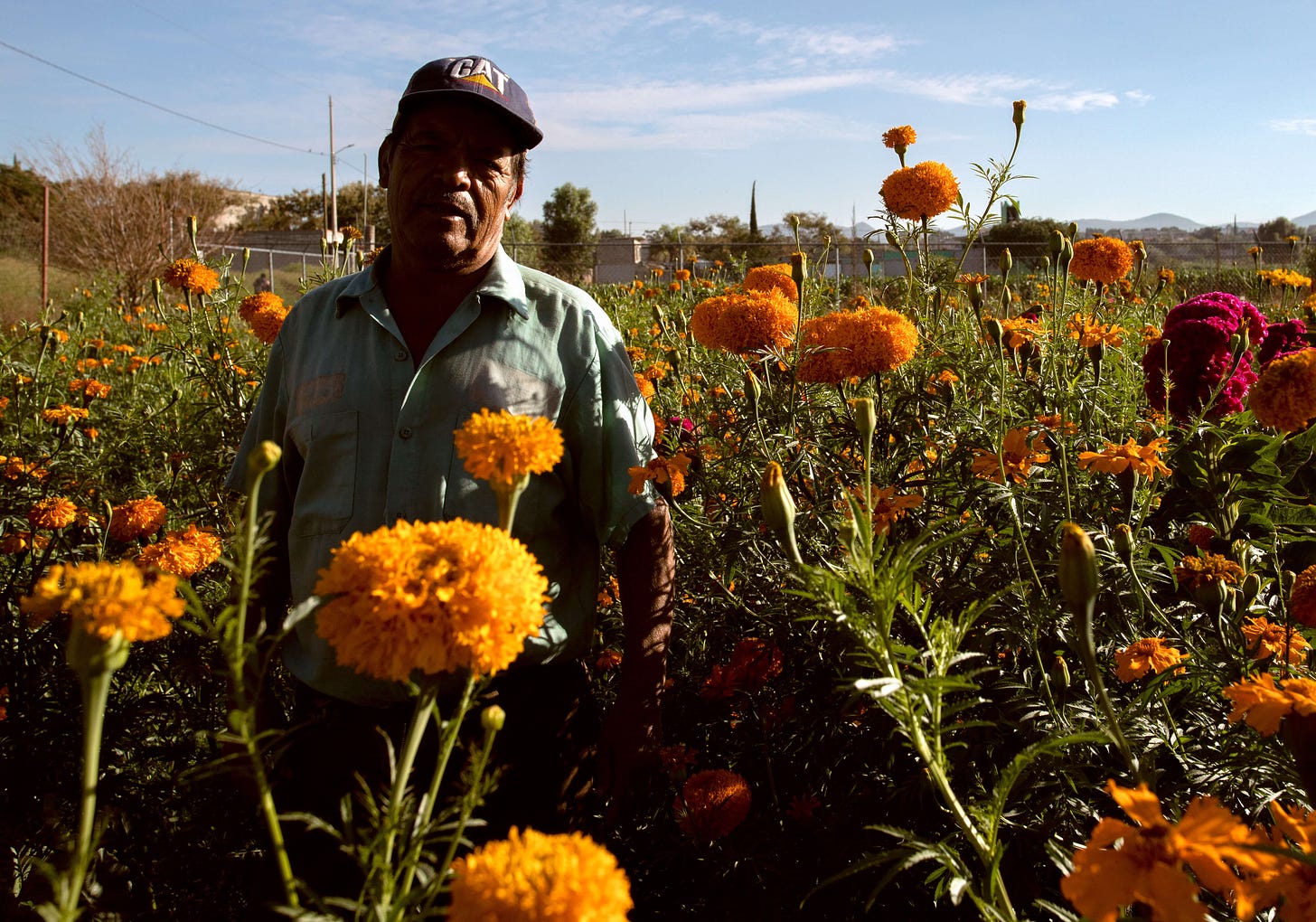 Mexican farmer standing in the field of the flower cempasúchil, known also as the flower of the dead, used in dia de muertos tradition