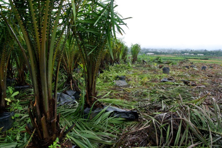 Oil palm nursery on a Wilmar plantation in Cross River state, Nigeria. Image by Rettet van Regenwald via Flickr (CC BY--NC-ND 2.0)