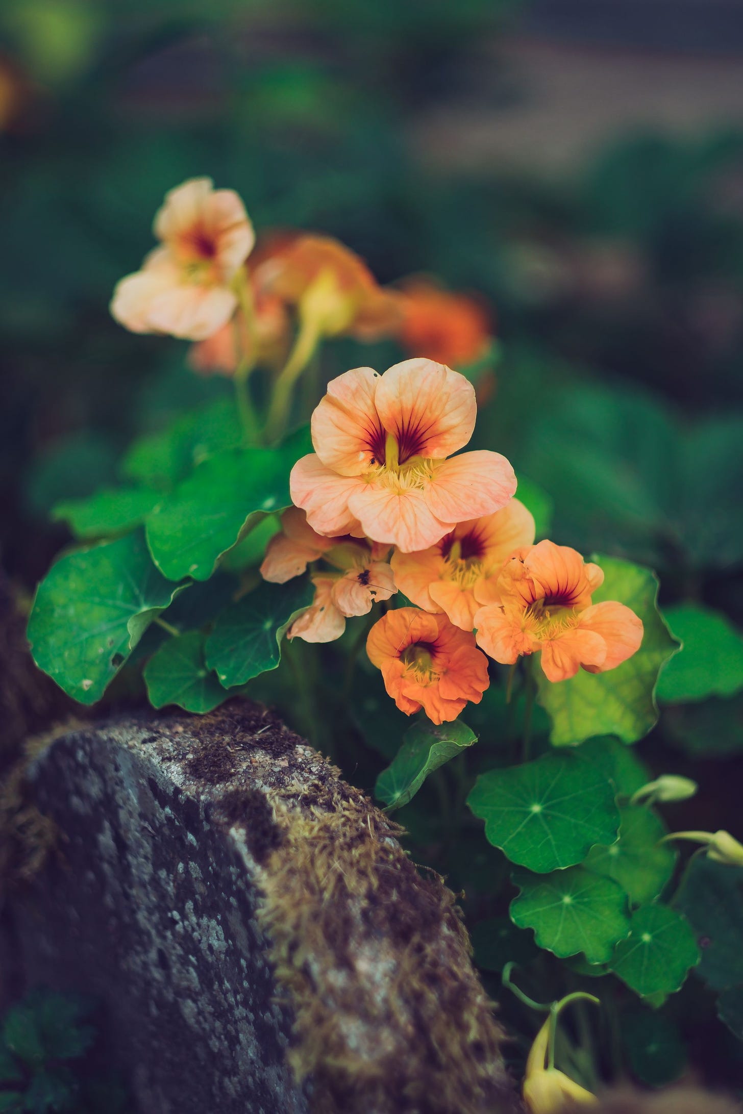 photo of nasturtium flower