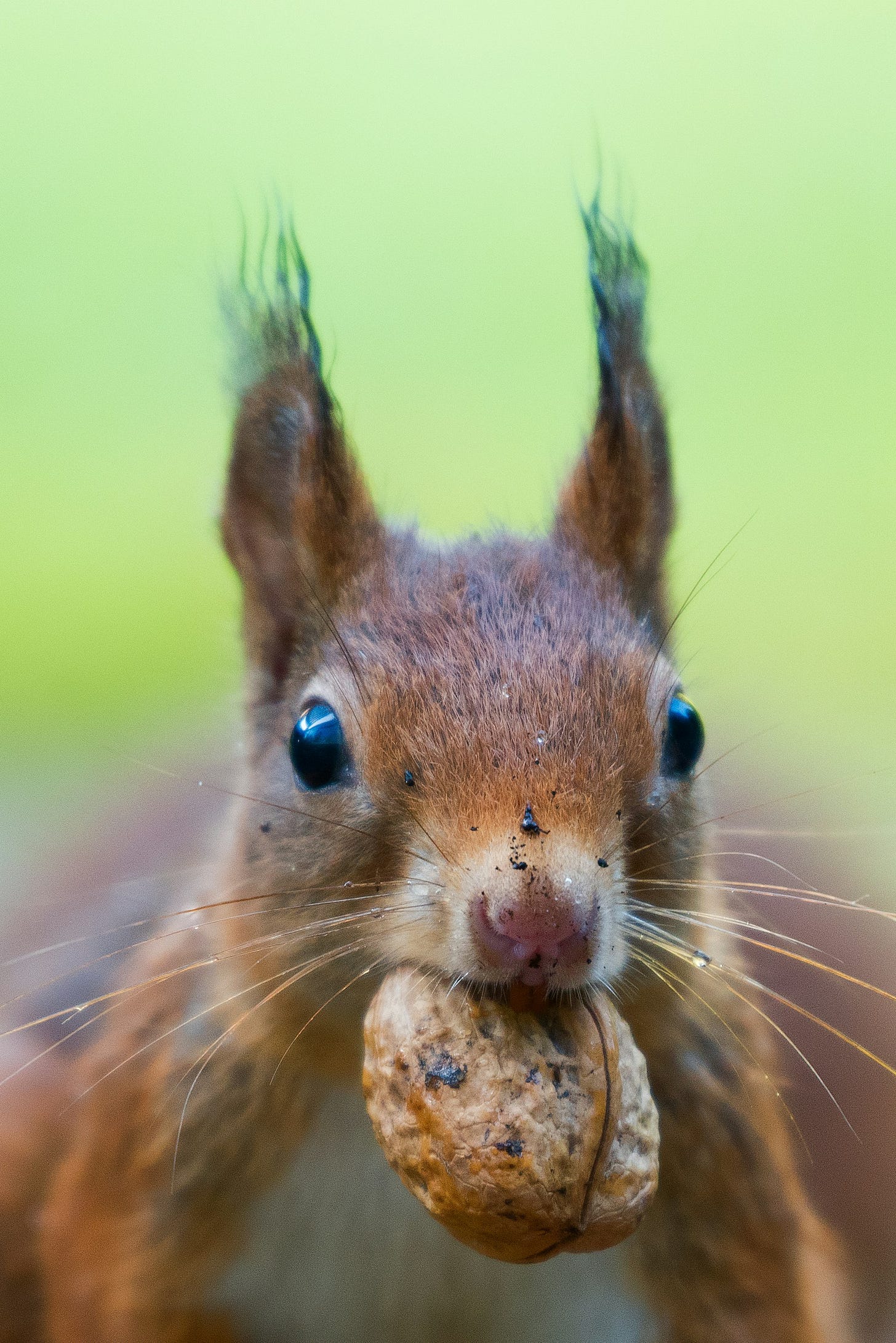 An intense-looking squirrel with a nut in its mouth