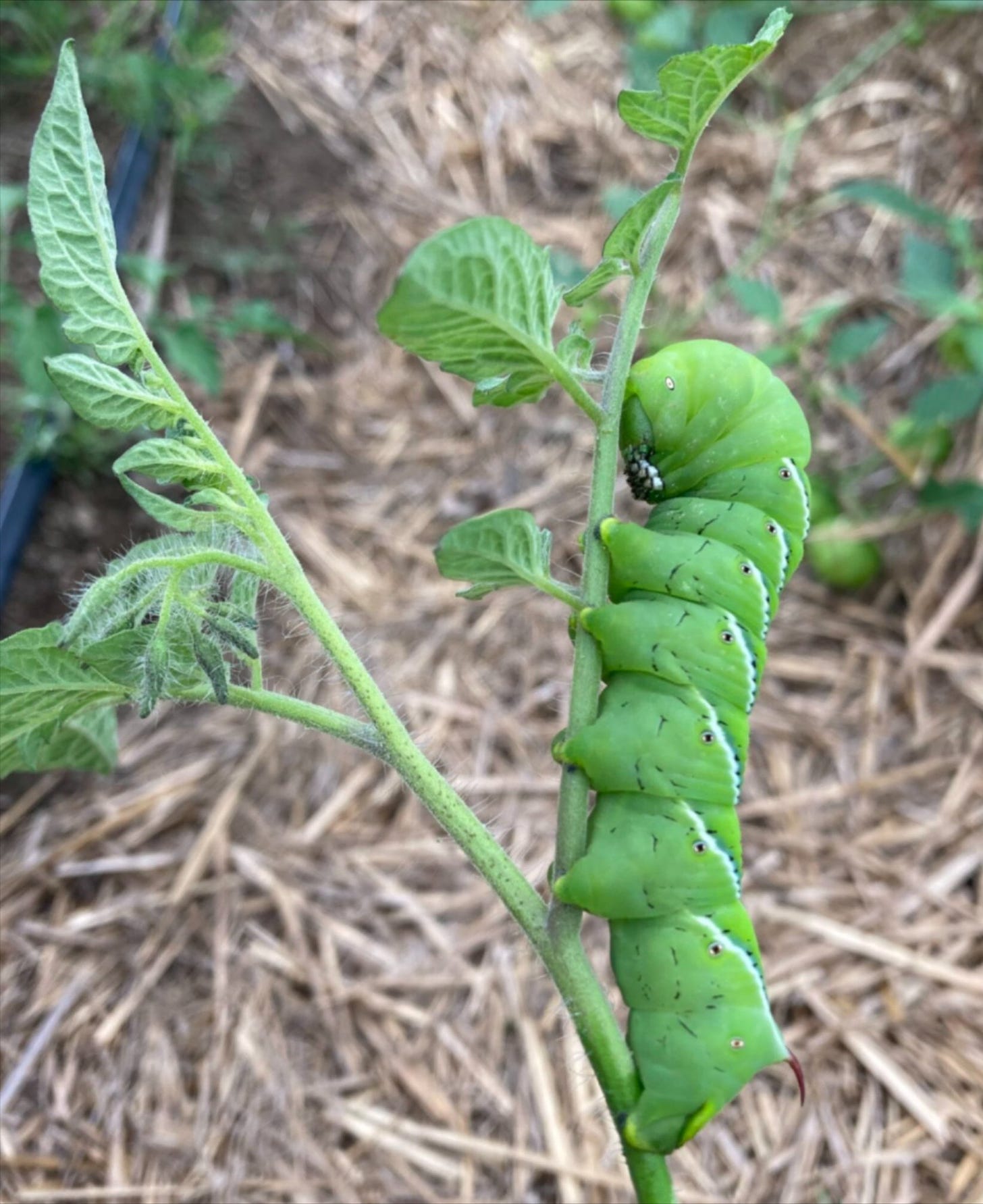 A large tobacco hornworm clings to a tomato stem.