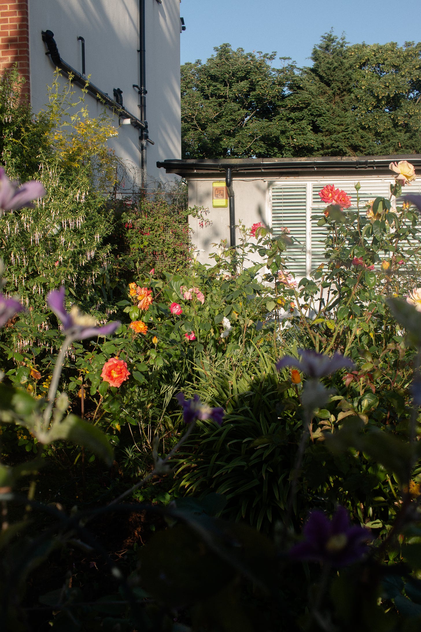 The front garden in the morning sun