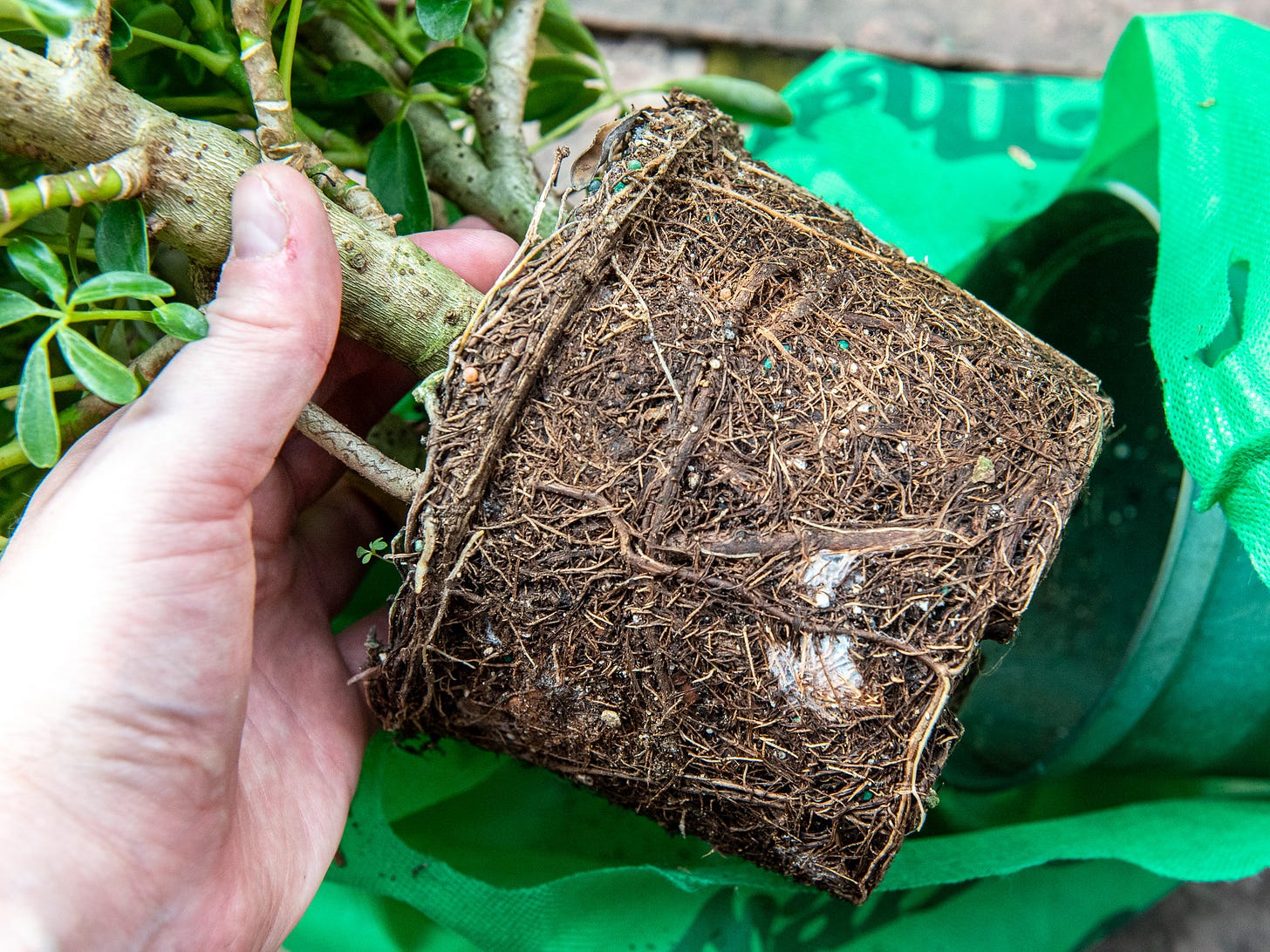 ID: Umbrella tree rootball, removed from growing pot