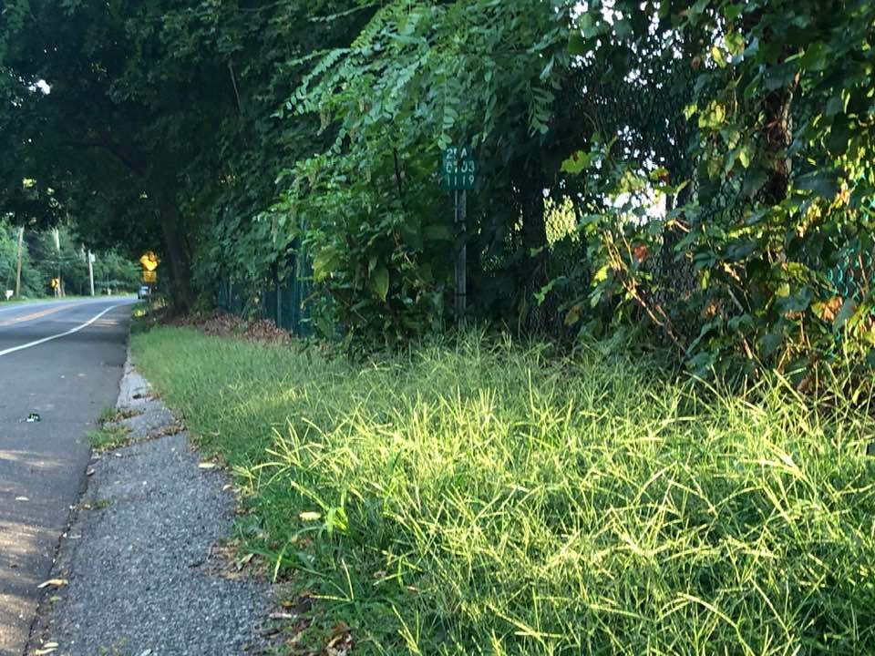 May be an image of road, tree and grass