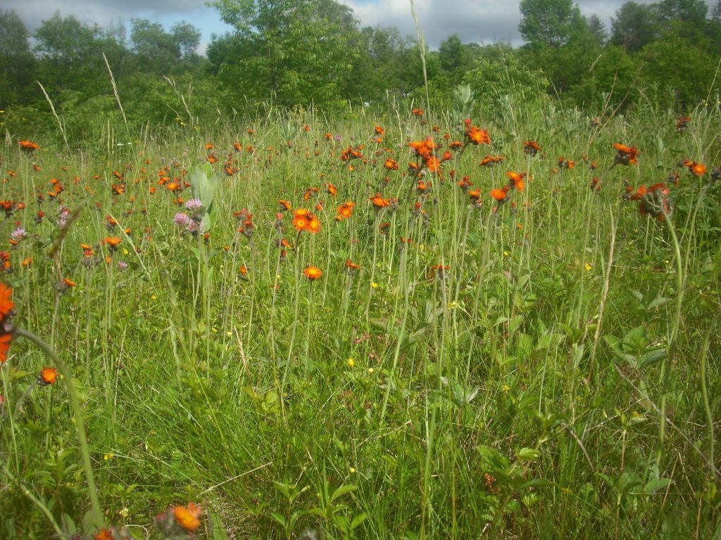 Flowers everywhere. 