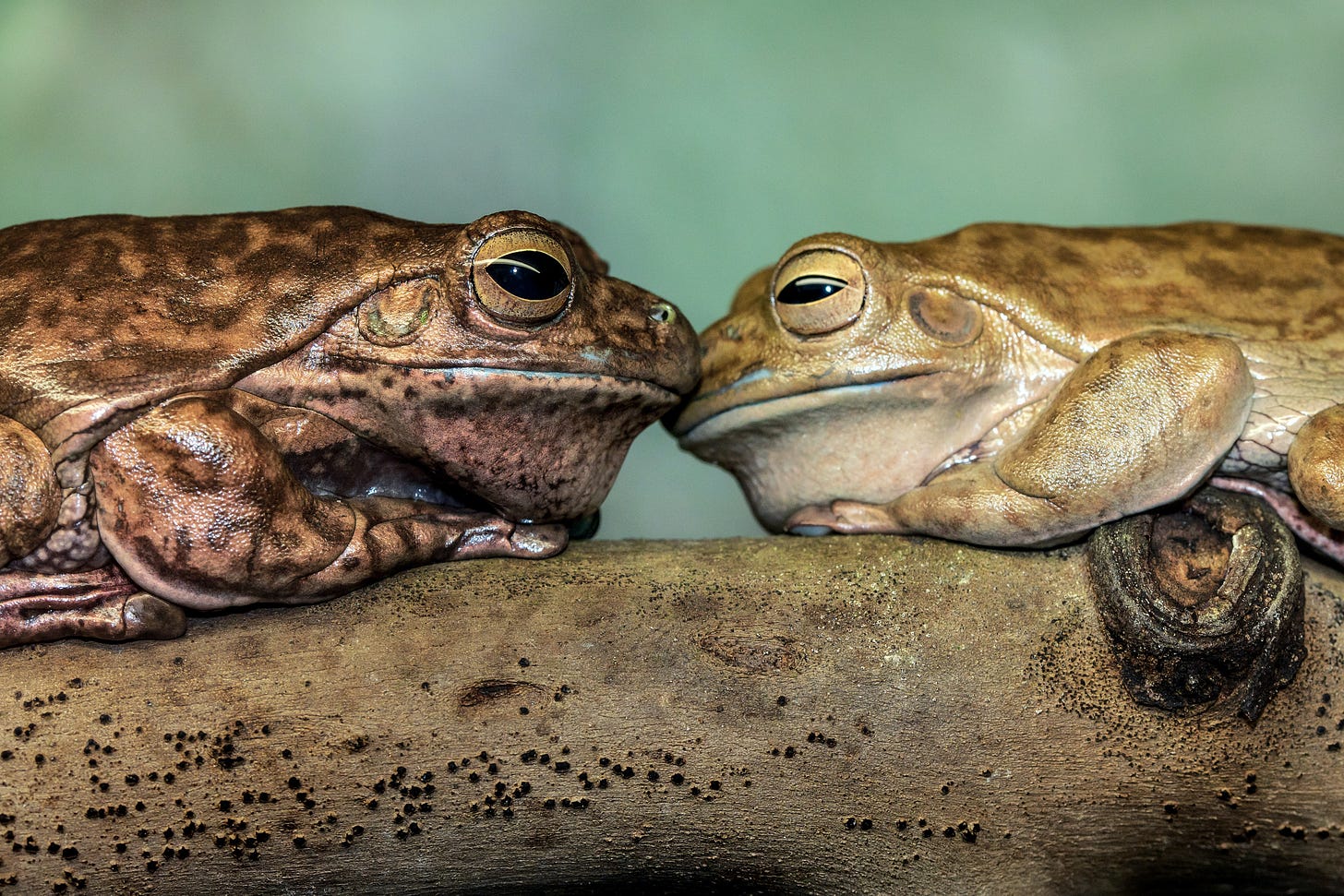 two ugly/cute tree frogs gazing at each other sweetly(ish)