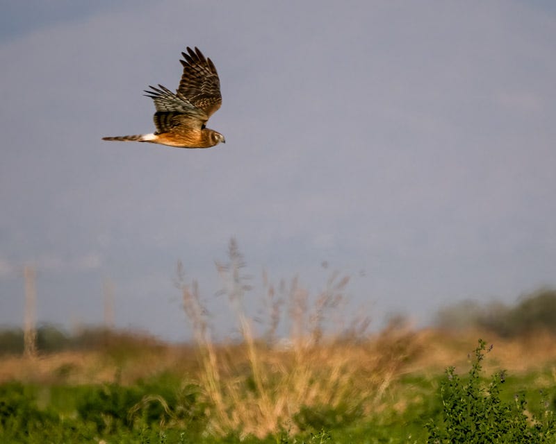20241205-Manville-358-Edit.jpg