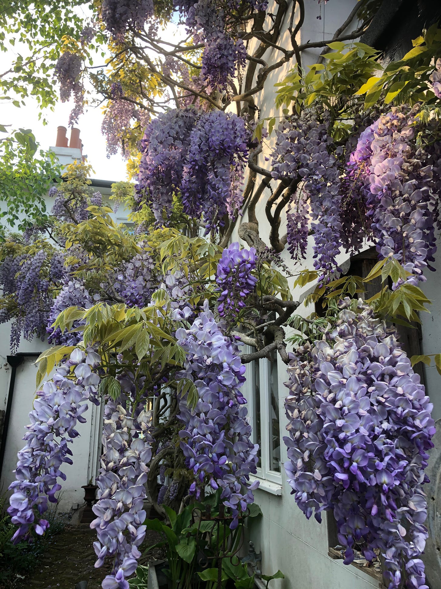 purple Wisteria live plant : : Garden & Outdoors