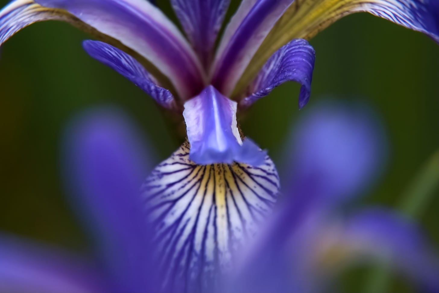Step into purple - a Northern Blue Flag Iris, viewed up close.