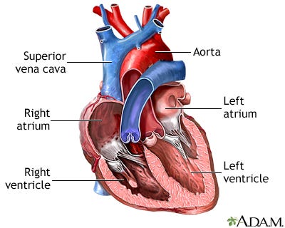 Heart chambers: MedlinePlus Medical Encyclopedia Image