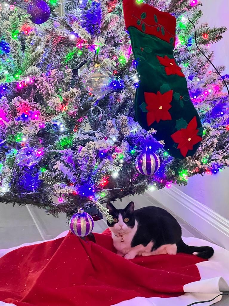 A tuxedo cat crouches under a glowing Christmas tree.