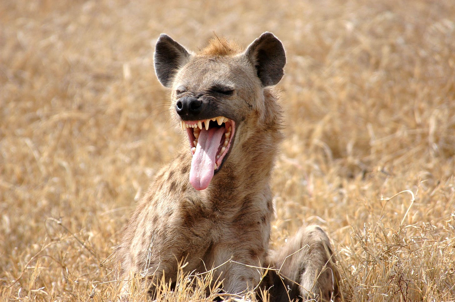 Pin by John Veland on Animals | Lions and hyenas, Hyena, Animals