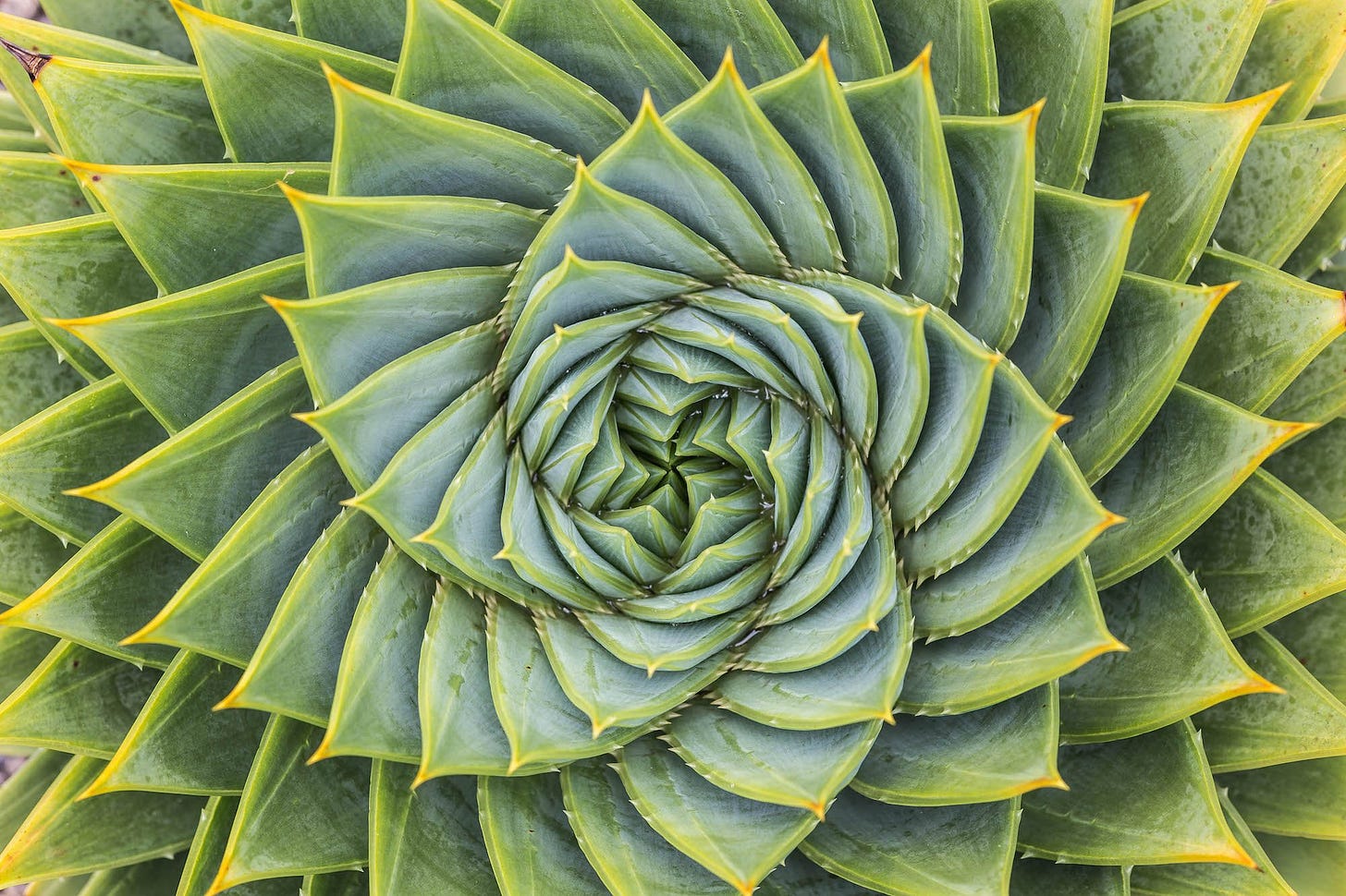 Fractal Aloe Leaves