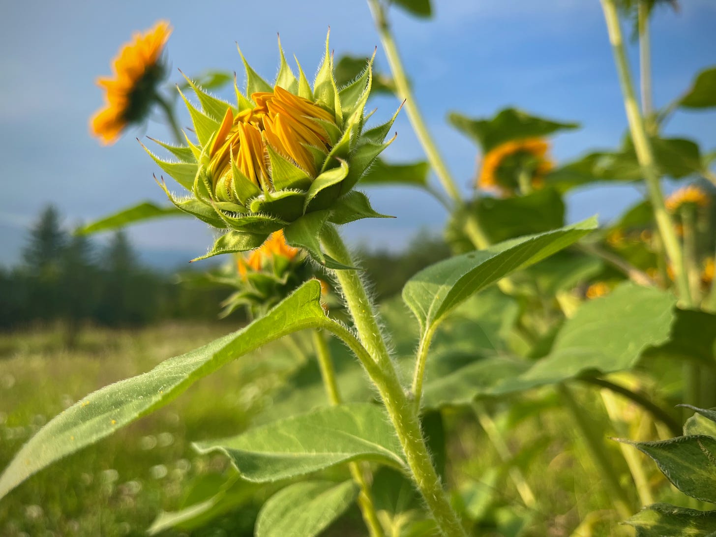 A sunflower not yet open, with petals still closed over the seed disc.