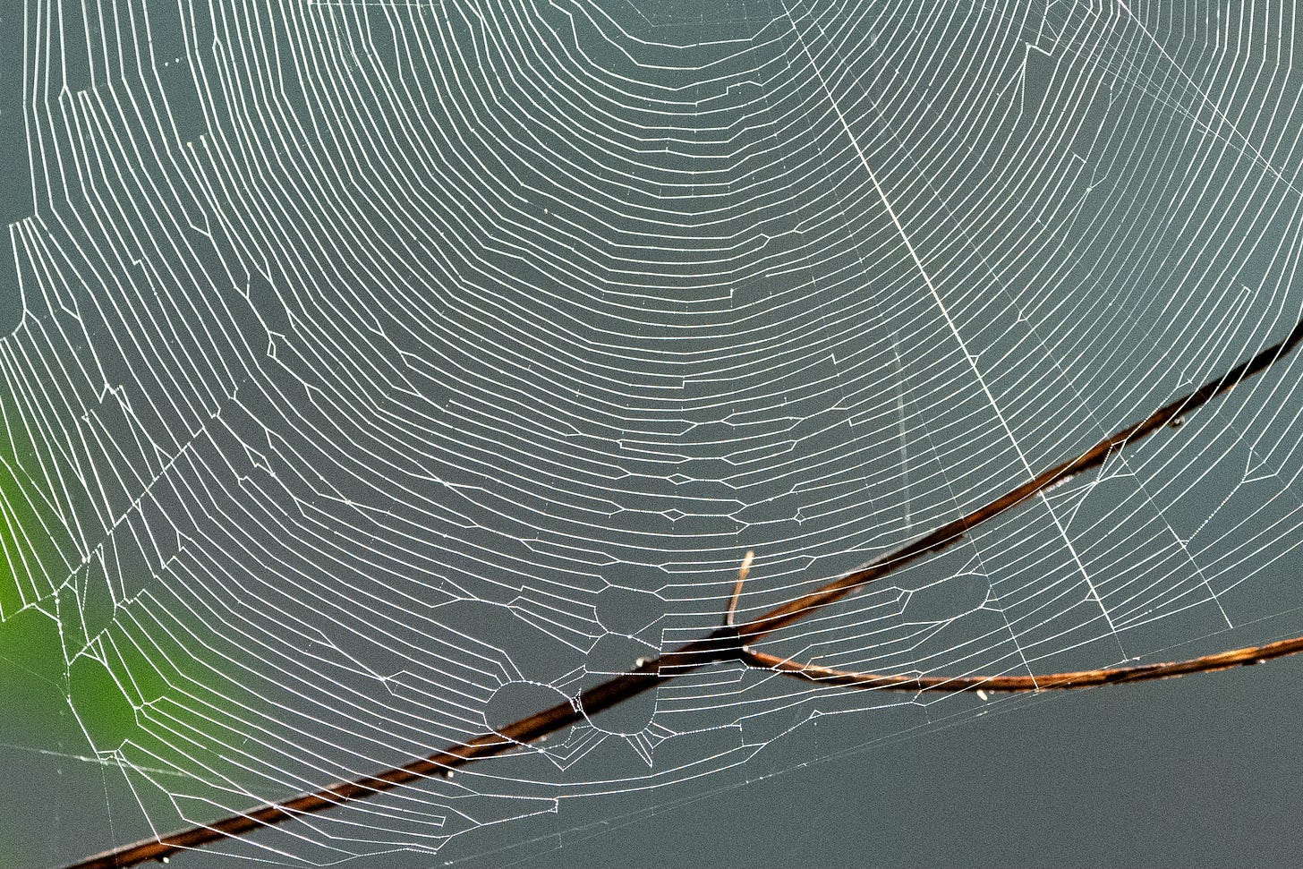 A spiderweb, coated with dew, is lit up by morning sun and calls to mind the schematics of a maze