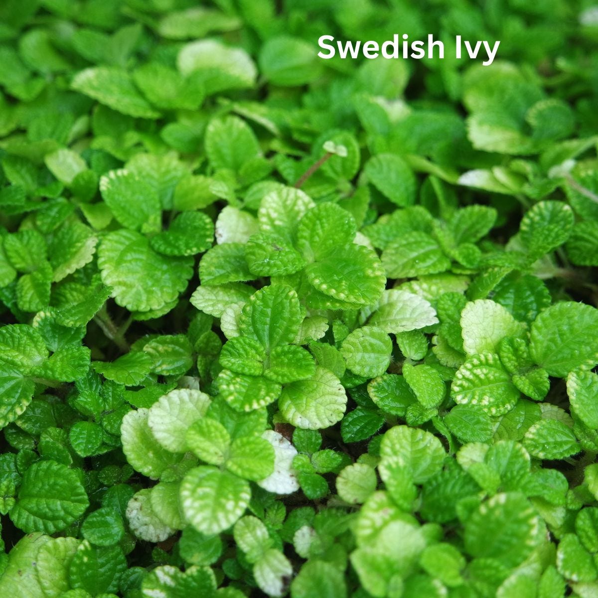 Swedish Ivy