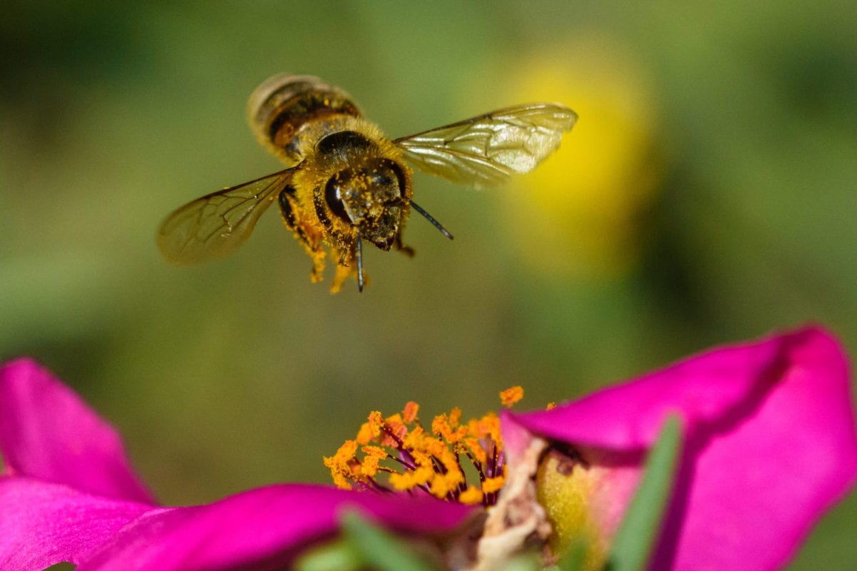 What Bees Can Teach us About the Pollination of Ideas - Dr. Kathy Allen