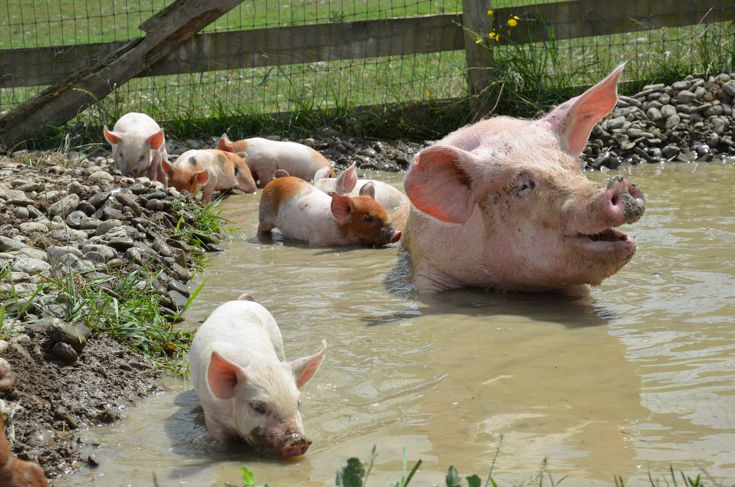 Public Awareness - Farm Sanctuary