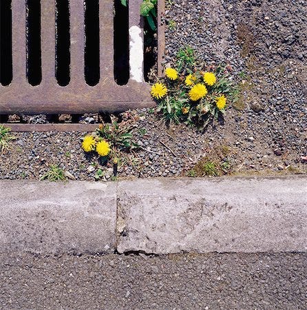 Dandelion weed in concrete Stock Photos - Page 1 : Masterfile