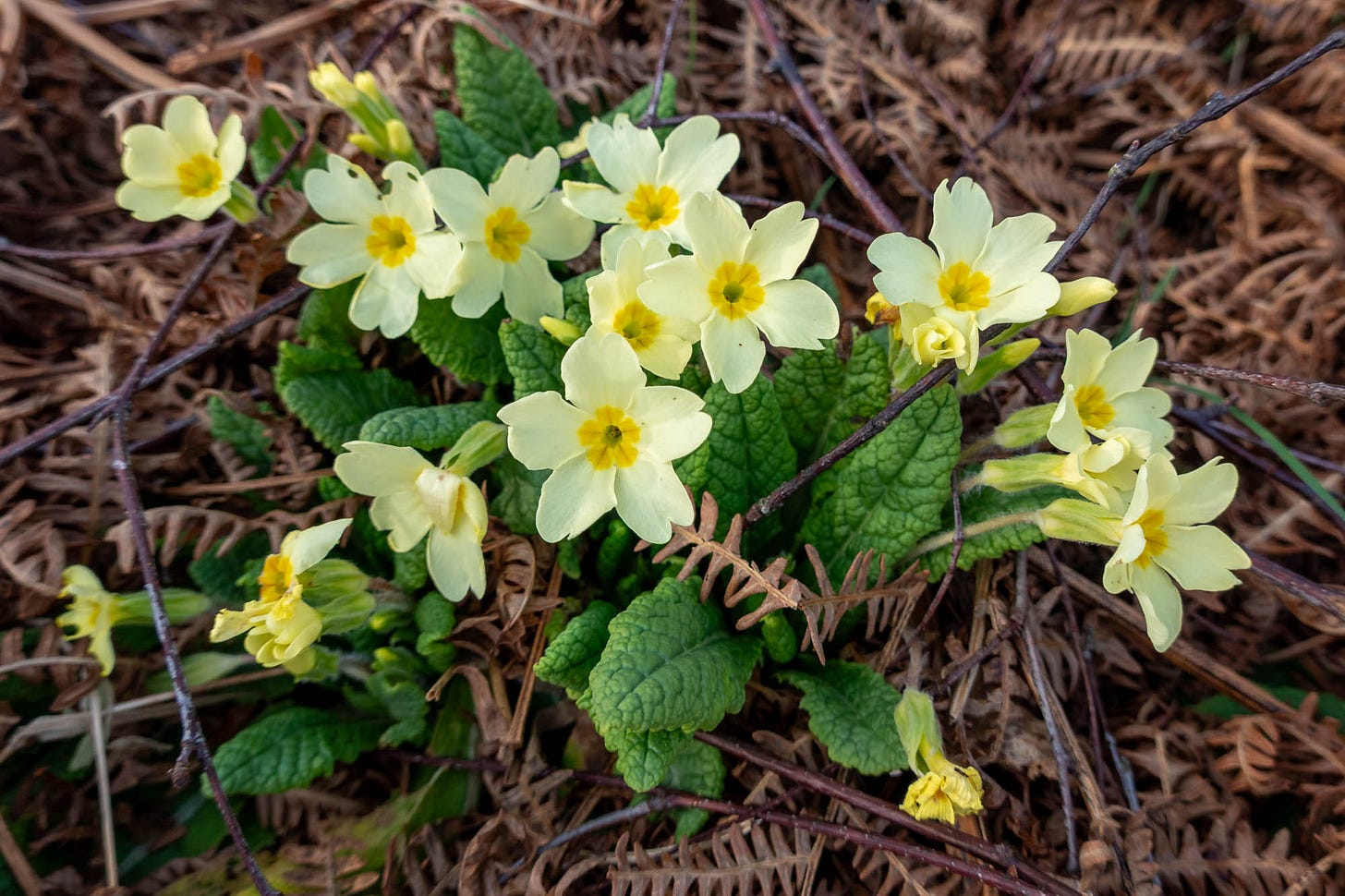 Primroses growing in last year’s dead bracken © Felicity Martin
