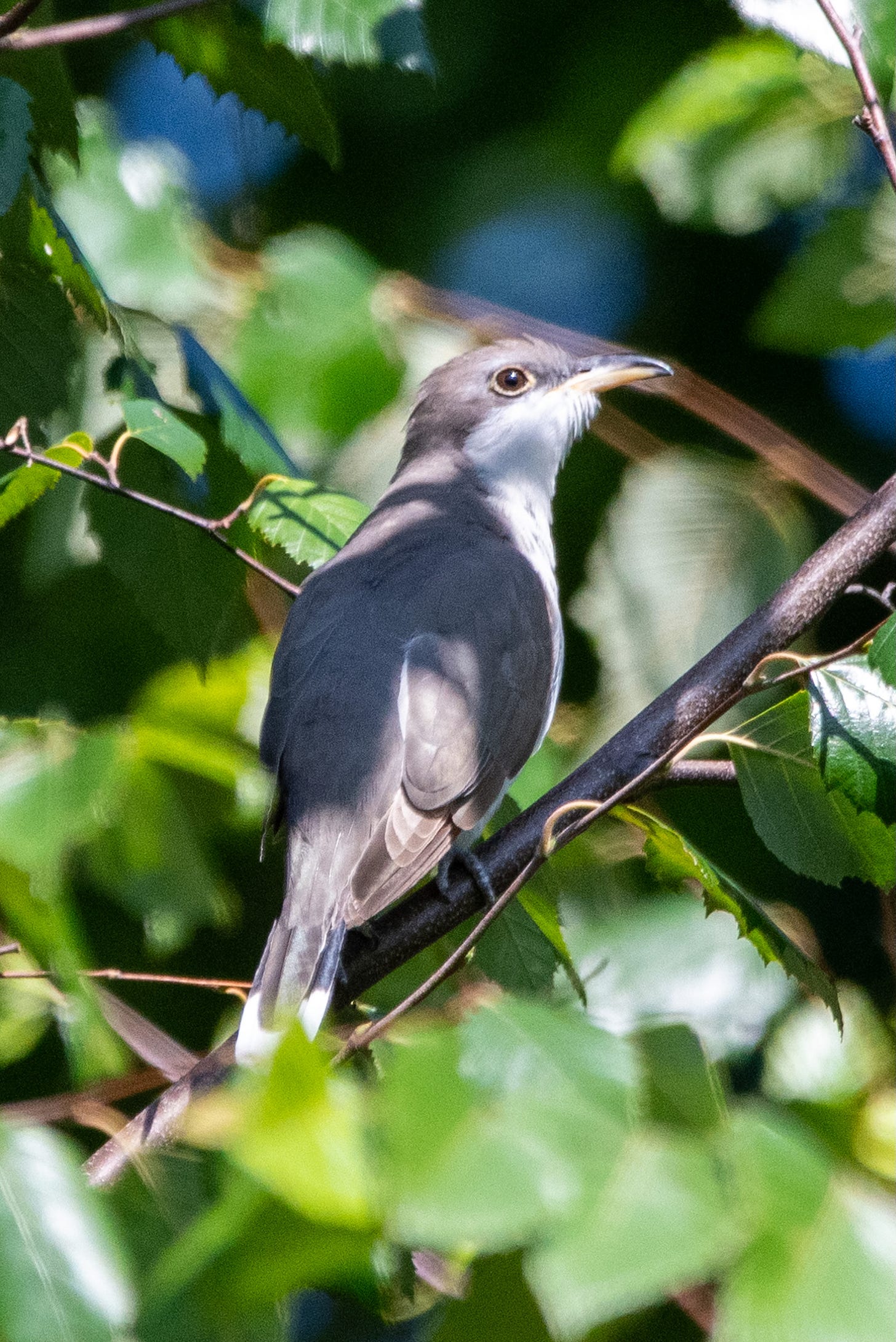 A long slump-shouldered bird with a gray back, a white neck, and a long decurved bill sits in a birch tree