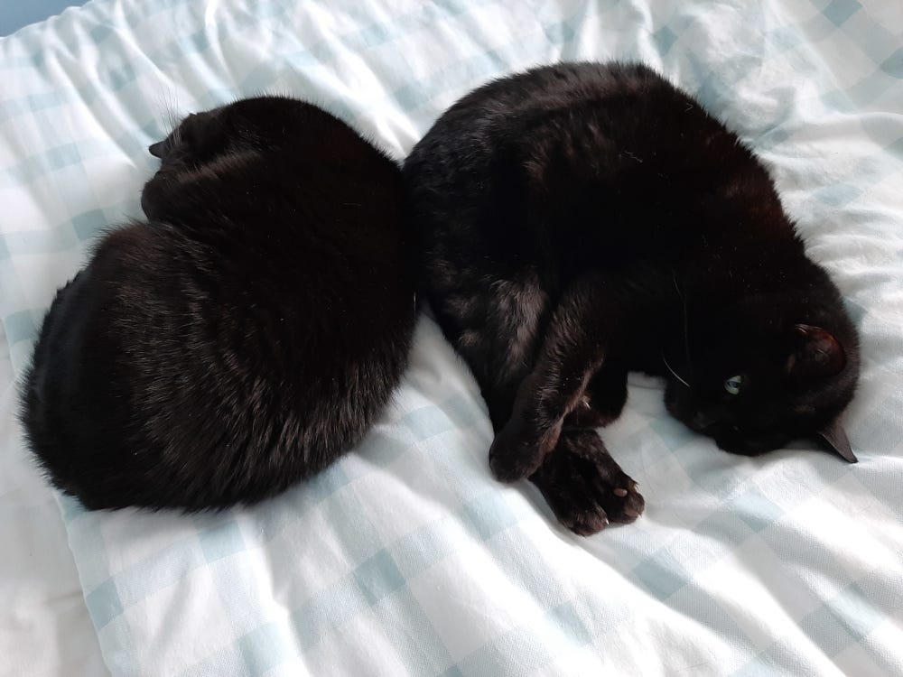 Two black cats sleeping next to each other on a bed
