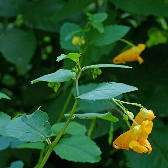 Impatiens capensis (Orange or Spotted Jewelweed)
