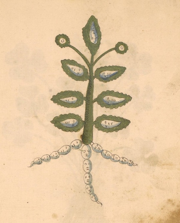 A quirky medieval illustration of a plant where the roots and leaves have small faces, each shadowed in a blue-gray tint.