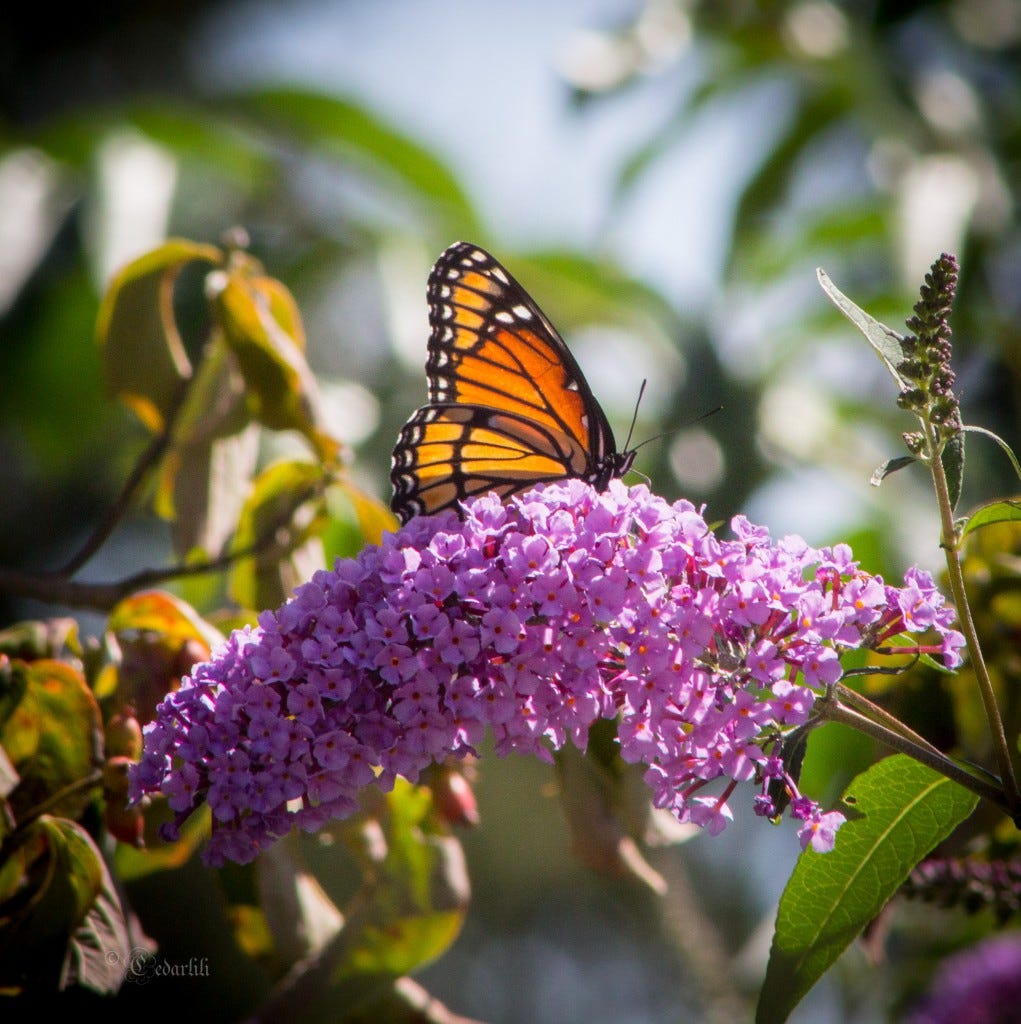 Monarch on Buddleia