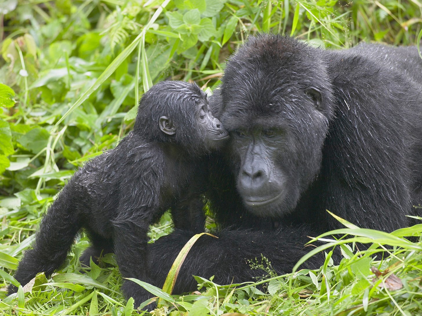 Why You Need to See Africa's Mountain Gorillas in Uganda