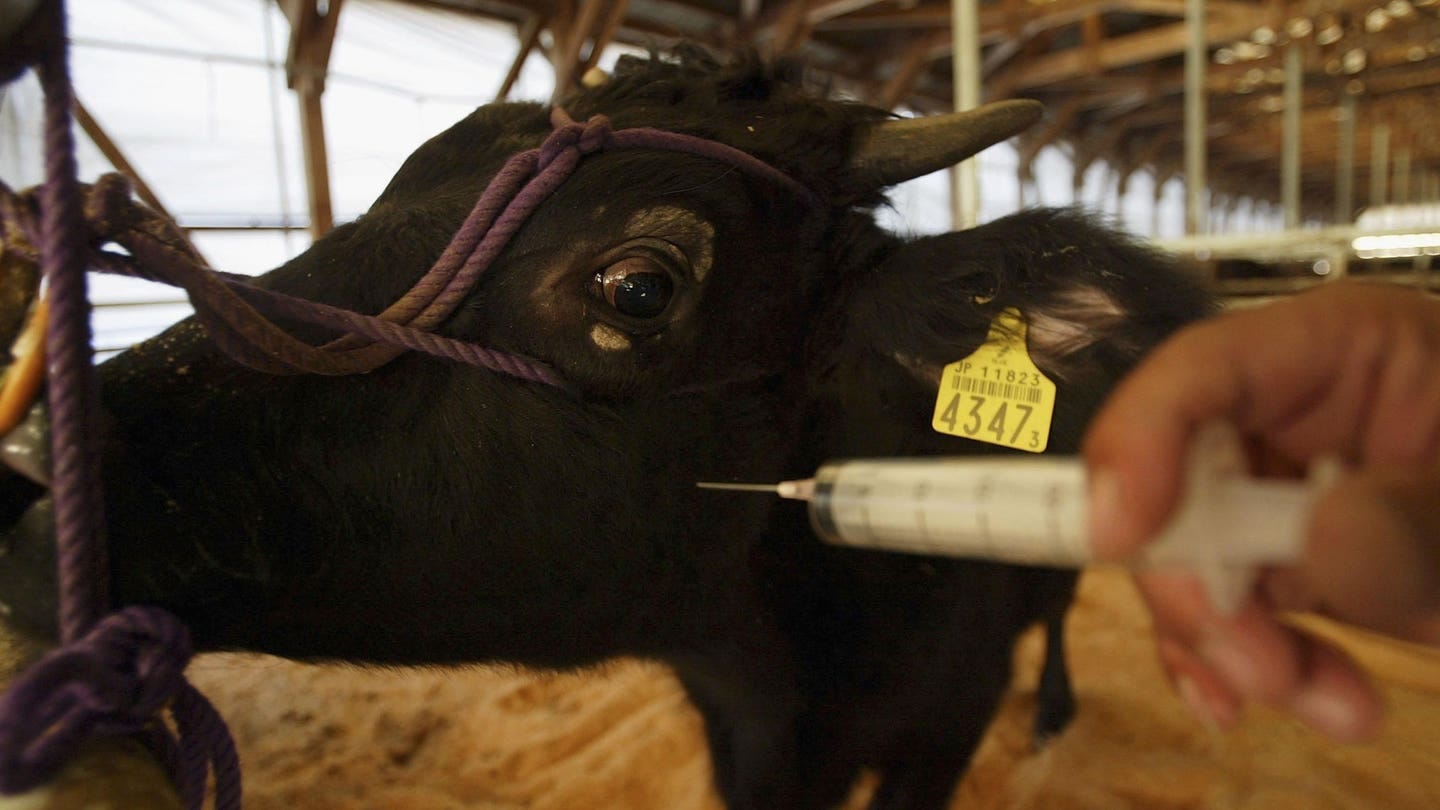 Japan Struggles To Contain Bird Flu Outbreak