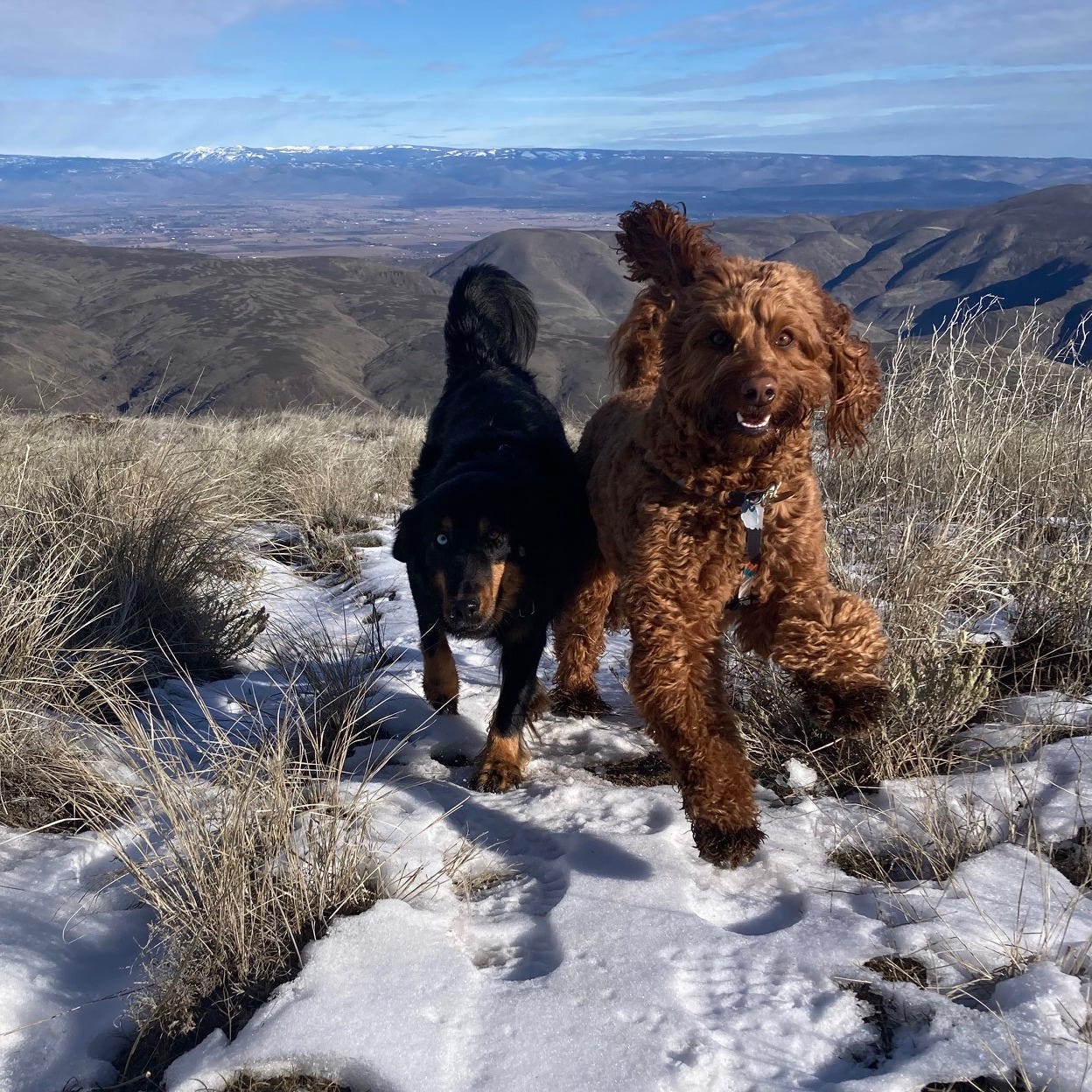 Black and brown dog and red goldendoodle running in the snow towards the camera on a mountaintop