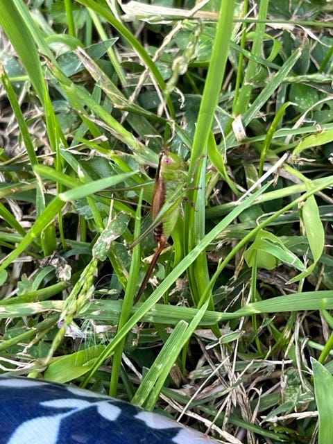 A grasshopper on a blade of grass with a very cagey expression on its face