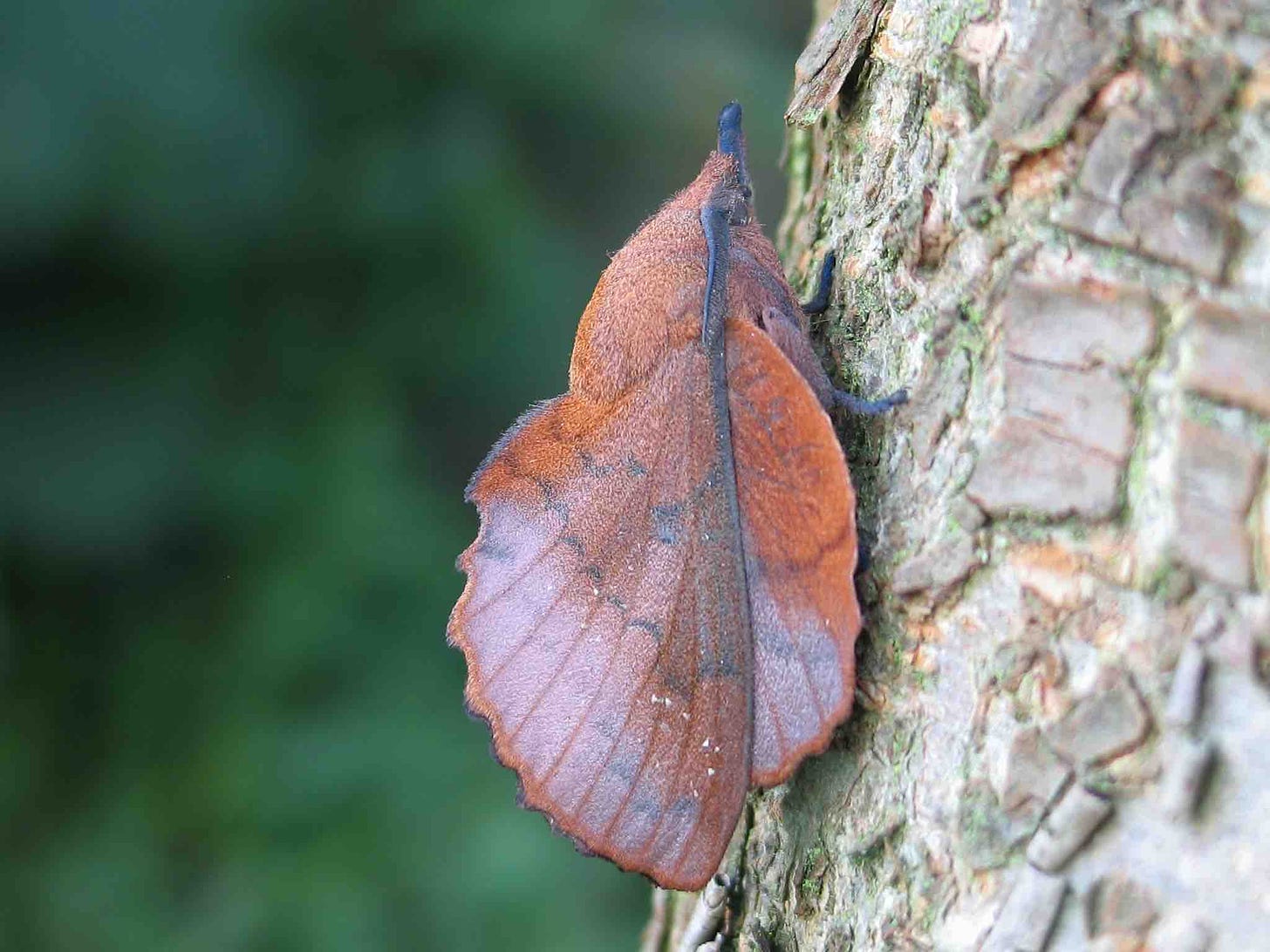 The Lappet moth