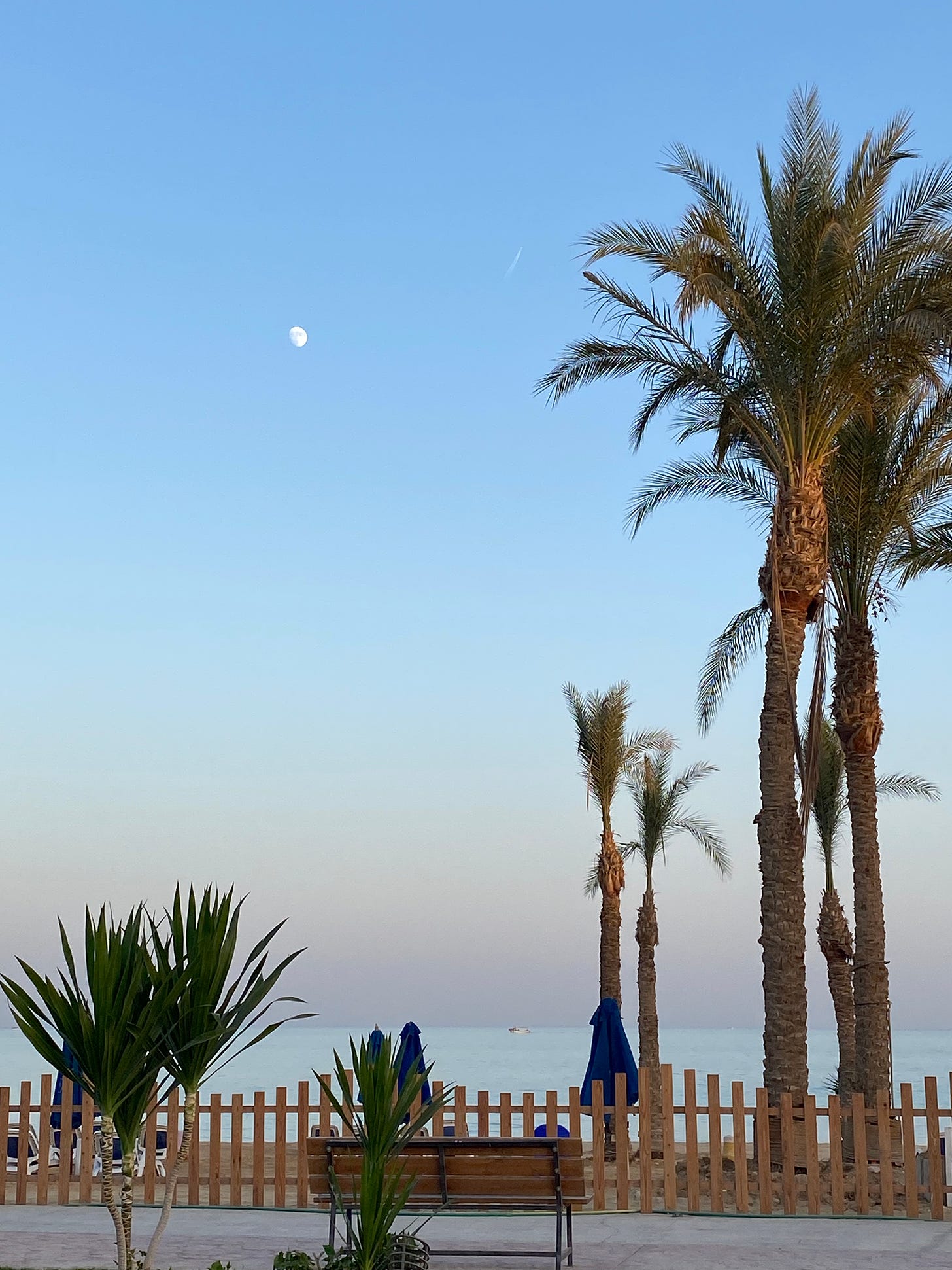 An evening scene with palm trees and the moon above the Red Sea