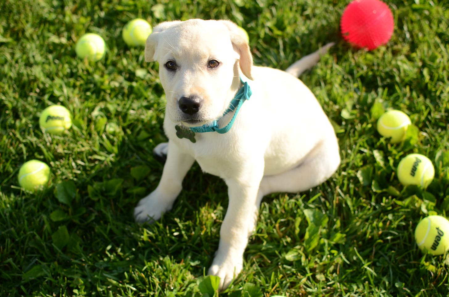 A yellow Labrador retriever puppy sits in the grass with tennis balls and one red ball all around her. 