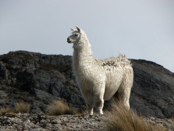 The majestic llama | Llama, Llama drama, Animals