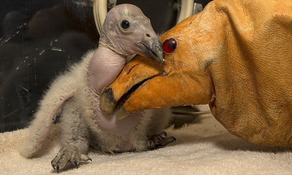 Condor chick is raised by glove puppet at San Diego Zoo | Daily Mail Online