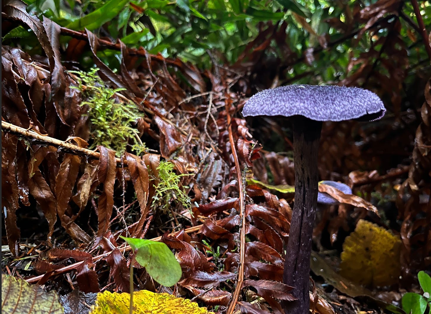 Purple mushroom and the forest floor.