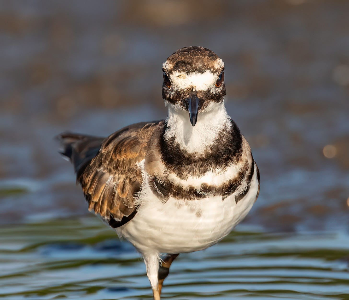 The killdeer is staring straight into the camera with his red eyes. He has two bold dark horizontal stripes on his upper breast. he also has a bright white stripe horizontally across his face. His body is mostly a carmel brown.