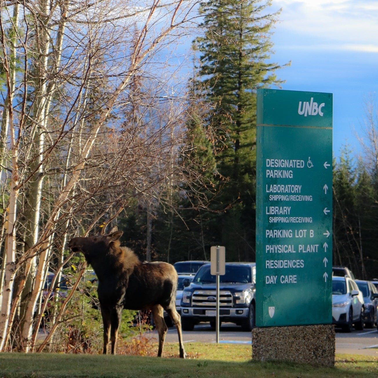 Exterior photo showing a moose nibbling on tree branches beside an information sign. Vehicles parked in the background.