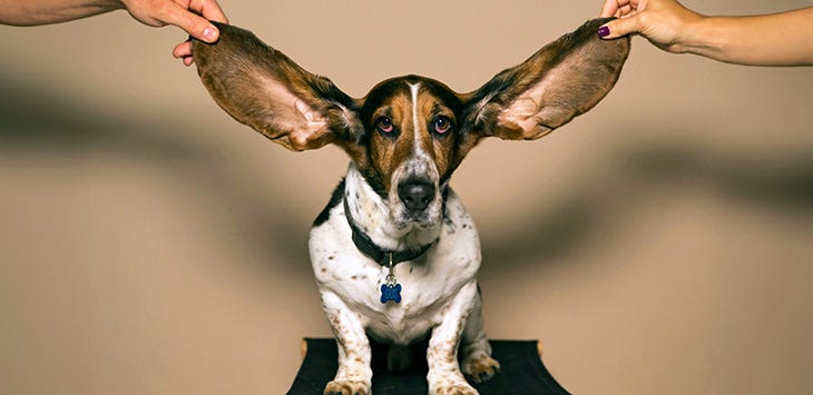 Photo of beagle with big flappy ears held up by two human hands.