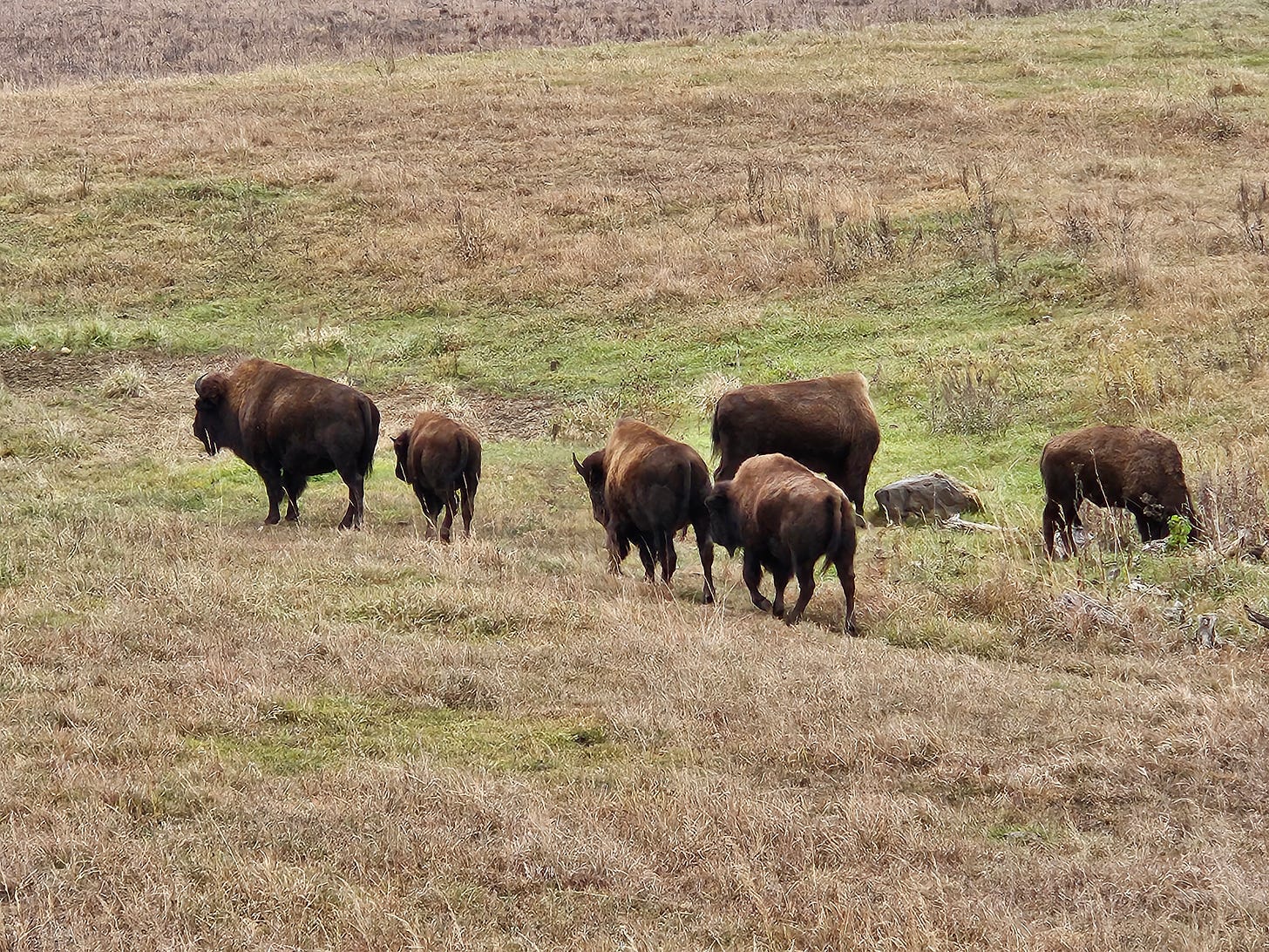 Six bison (American buffalo), including one calf, walk through prairie grassland.
