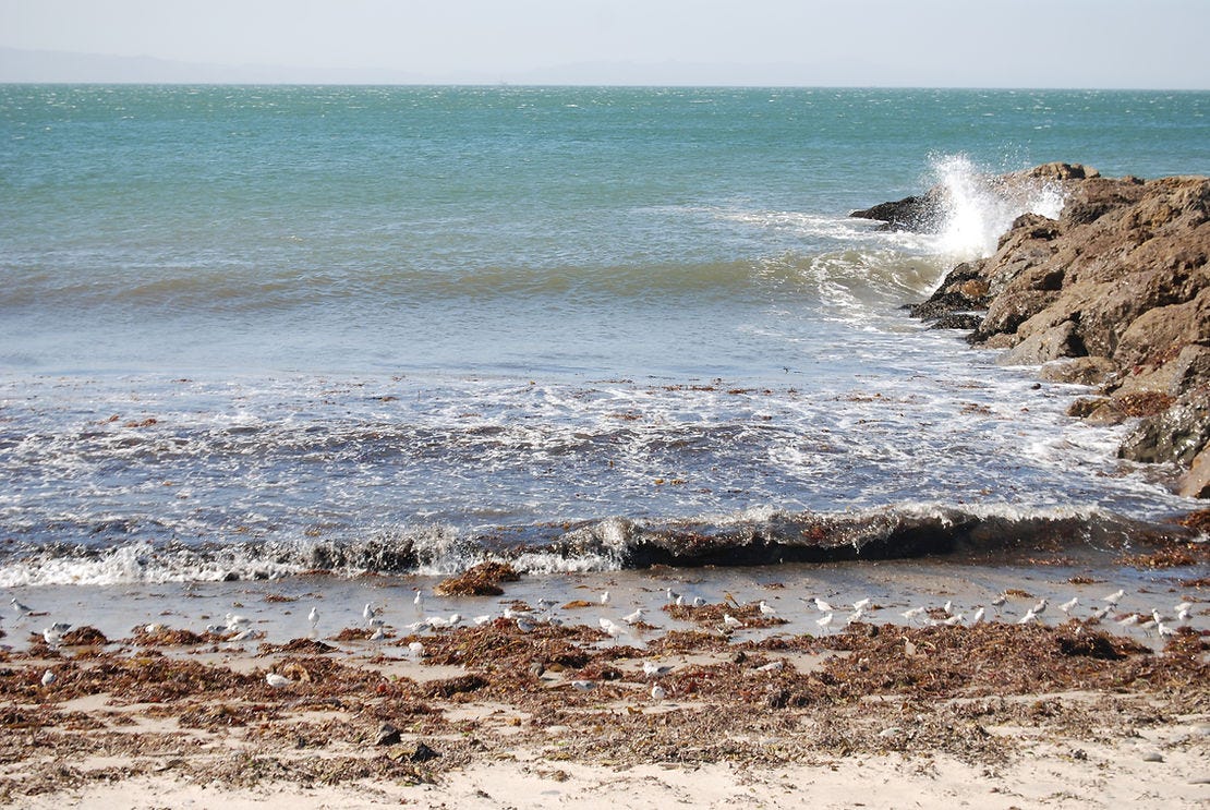 The white spray of a small wave crashes up on a breakwall at the shore of the Pacific Ocean. Small birds are among the seaweed along the shore.