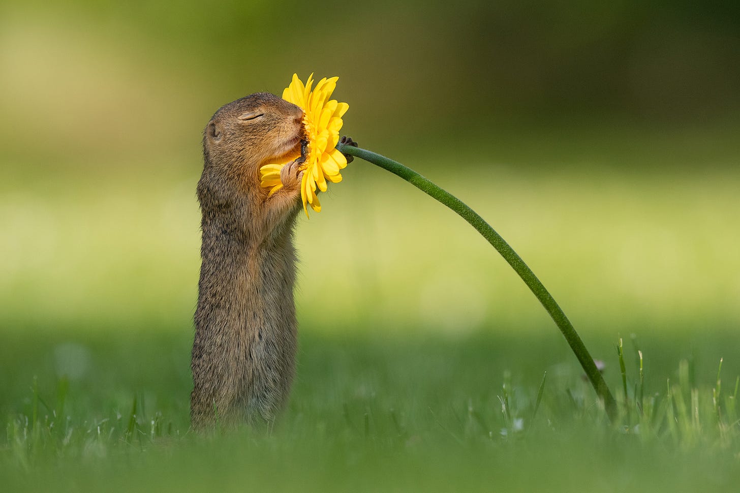 Photographer captures squirrel smelling flowers in adorable snaps