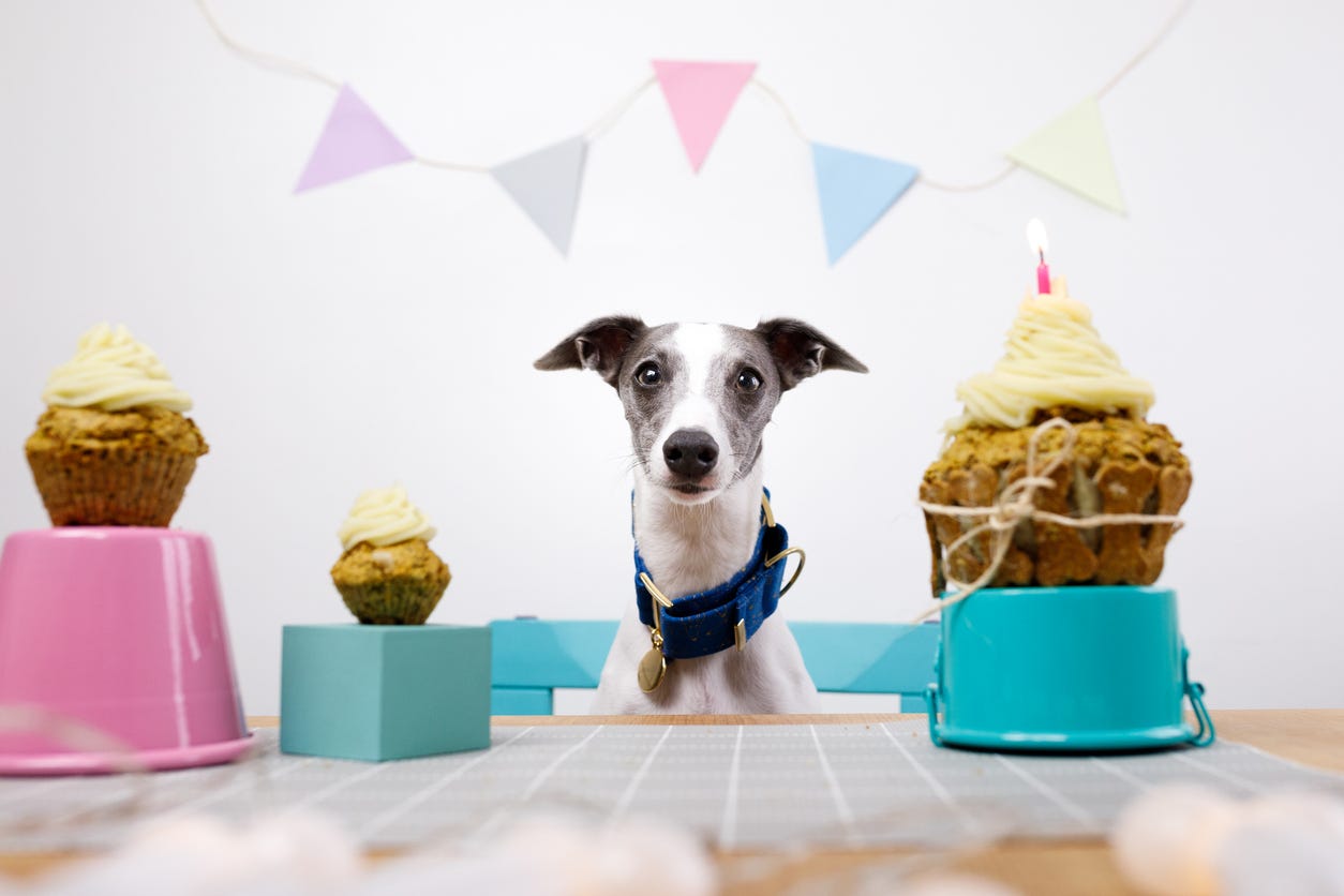 A cute whippet with three birthday cakes