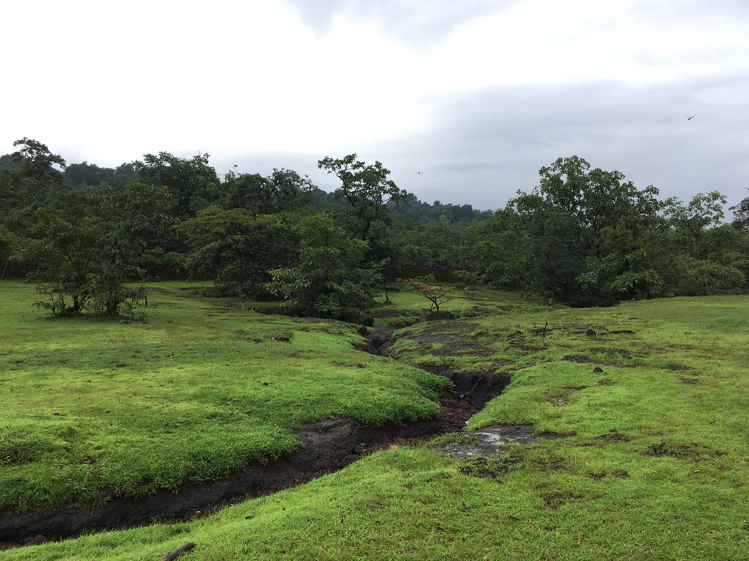 a green grassy lowland is cut through with a small rocky gap, with deeper green trees in the background. the sky is overcast, dull blue with white clouds. 